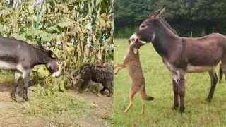 Donkey killing hyena and coyote 😰