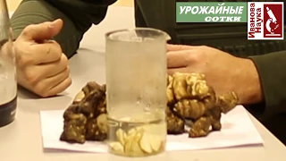 Make friends with Jerusalem artichoke and save HEALTH!