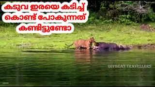 കടുവ ഇരയെ കൊണ്ട് പോകുന്നത് കണ്ടിട്ടുണ്ടോ?| കാടിനുള്ളിലേക്ക് രണ്ട് ദിവസം  പോയപ്പോൾ |TIGER TRAIL |