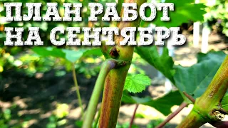 ПЛАН РАБОТ НА СЕНТЯБРЬ МЕСЯЦ. ВСПЫШКИ МИЛДЬЮ И ОИДИУМА - КАК ОНИ ВЫГЛЯДЯТ И КАК РАСПОЗНАТЬ