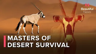 How The Oryx Survives The Sweltering Namib Desert