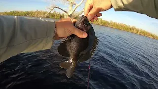 The Bluegills and Cats were bitting!