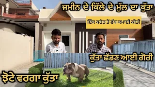 150000 ਸਟੱਡ ਫ਼ੀਸ ਆ ਕੁੱਤੇ ਦੀ ਲੋਕ ਫੋਟੋਆਂ ਕਰਵਾਉਣ ਆਉਂਦੇ ਨੇ #dog #youtube #viralvideo #punjab #usa