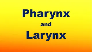 Pharynx and Larynx