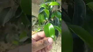 Ficus Benjamina Plant 11 May 2022 : Easiest Home Gardening