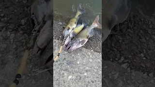 California aqueduct 7/2023 catfish fishing Pesca de Bagres Fishingboyzoutlawz