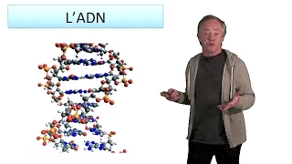 L'ADN