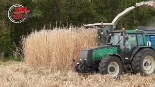 La récolte du miscanthus