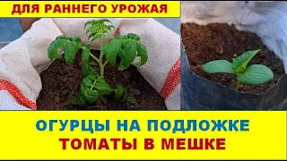 Ранний урожай огурцов и томатов: огурцы на подложке, томаты в мешке