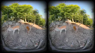 Forest Wildlife VR box 360 video