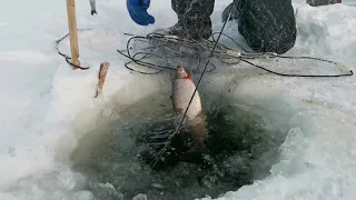 Found a lake with a large Whitefish!