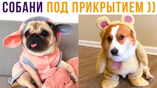 СОБАНИ ПОД ПРИКРЫТИЕМ))) Приколы с собаками | Мемозг 758