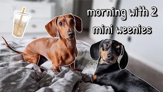 Realistic Mini Dachshund Morning Routine!!