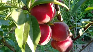 Персик ХАРБИНГЕР ( peach Harbinger) . Смачний, красивий, ранній ,зимостійкий сорт.