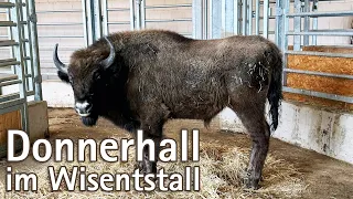 Donnerhall im Wisentstall