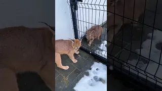 Каракал Ночка надавала люлей Флоки 😼