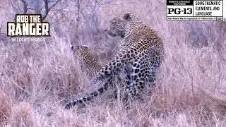 Leopards Share An Intimate Moment