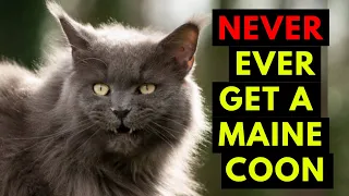 20 Reasons You Should Never, Ever Adopt A Maine Coon Cat