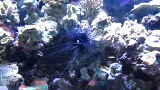 My crazy Diadema setosum urchin.