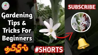 Magnolia Flowers | Summer Blooms | Shorts | Garden Shorts | Vellore Kutty Garden | #shorts