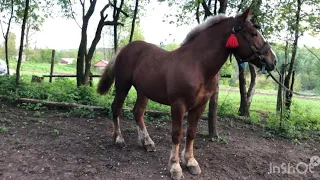 Коні Ваговози 💣💪🇺🇦/Жеребець на паровку🐎💯🔥💣/Кобила на продажу 💪💯💣🔥/Гарні коники💯🇺🇦🔥💣💪