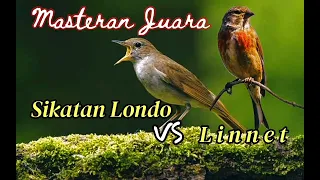 Masteran Juara Sikatan Londo VS Linnet Berjeda