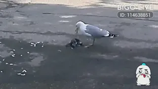 Чайка ест голубя