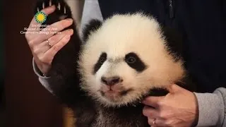 4-Month-Old Giant Panda Bei Bei Sleepily Makes First Public Appearance