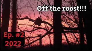 PA gobbler right off the roost!!! PA Spring Turkey Hunting 2022 - Ridge Raised Outdoors