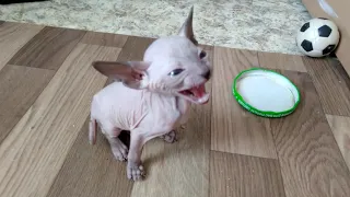 Котёнок сфинкса просит есть