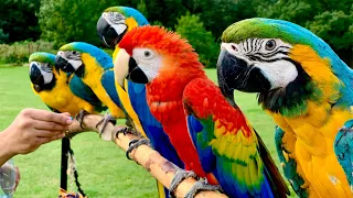 5 Pet Macaw Parrots In Free Flight || Primrose Hill - London