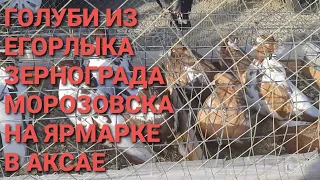 Голуби из Зернограда, Морозовка, Егорлыка на ярмарке в Аксае. Pigeon Fair. Bird Market. الحمام 鸽子.