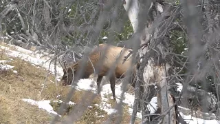 BUGLING BULLS & RUT FEST IN MONTANA - EP 46 - LAND OF THE FREE