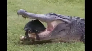 Gator Tries to Eat a Turtle