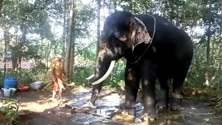 Owner and Elephant love