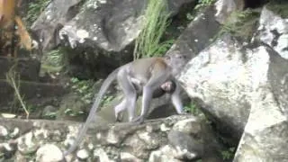 Anai Valley's Monkey