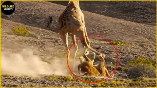 Giraffe Breaks Lion's Back & 45 Crazy Moments Predator Become Prey