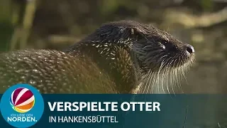 Zu Besuch im Otter-Zentrum in Hankensbüttel