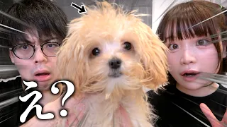 【ご報告】家族が増えました！犬飼います！【子ども】