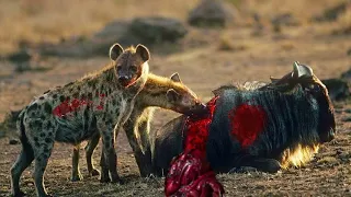 Top 5 Brutal eaten alive moments of Hyenas