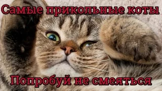 Самые прикольные коты 2017, попробуй не засмеяться