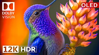 Dolby Vision 12K HDR 120fps OLED Nature & Wildlife - Epic Visuals