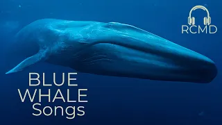 Blue whales real sounds. Song of Whales. Deep ocean| ASMR ambience