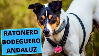 Ratonero Bodeguero Andaluz - TOP 10 Interesting Facts