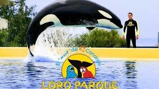 loro parque full virtual tour 4k 60fps (no commentary)