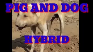 PIG AND DOG HYBRID-POG (TIKTOK)