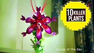 Top 10 deadly carnivorous  plants that could kill you