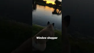 French bulldog eaten Gator Florida golf course hole in 1