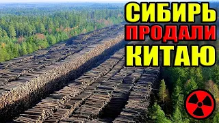 Китай срубил весь лес в Сибири и Тайге!