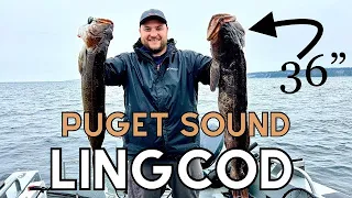 Puget Sound Lingcod Fishing, May 4th 2024